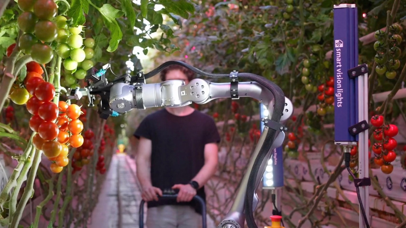 A robotic arm is positioned near tomato plants in a greenhouse.
