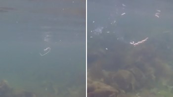 Two underwater images showing a transparent, jellyfish-like creature swimming above rocky substrate.