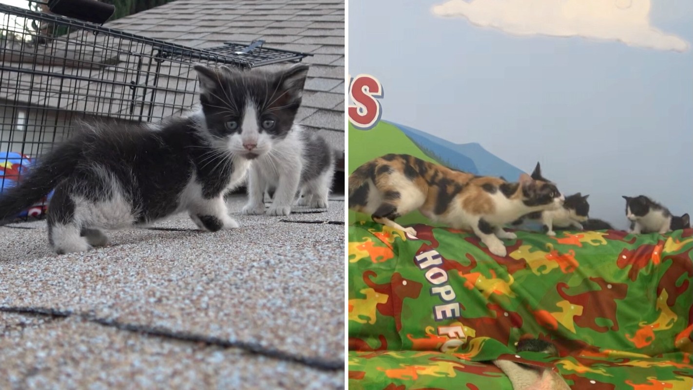 Two kittens on a rooftop and several cats on a colorful blanket with a mountain backdrop.
