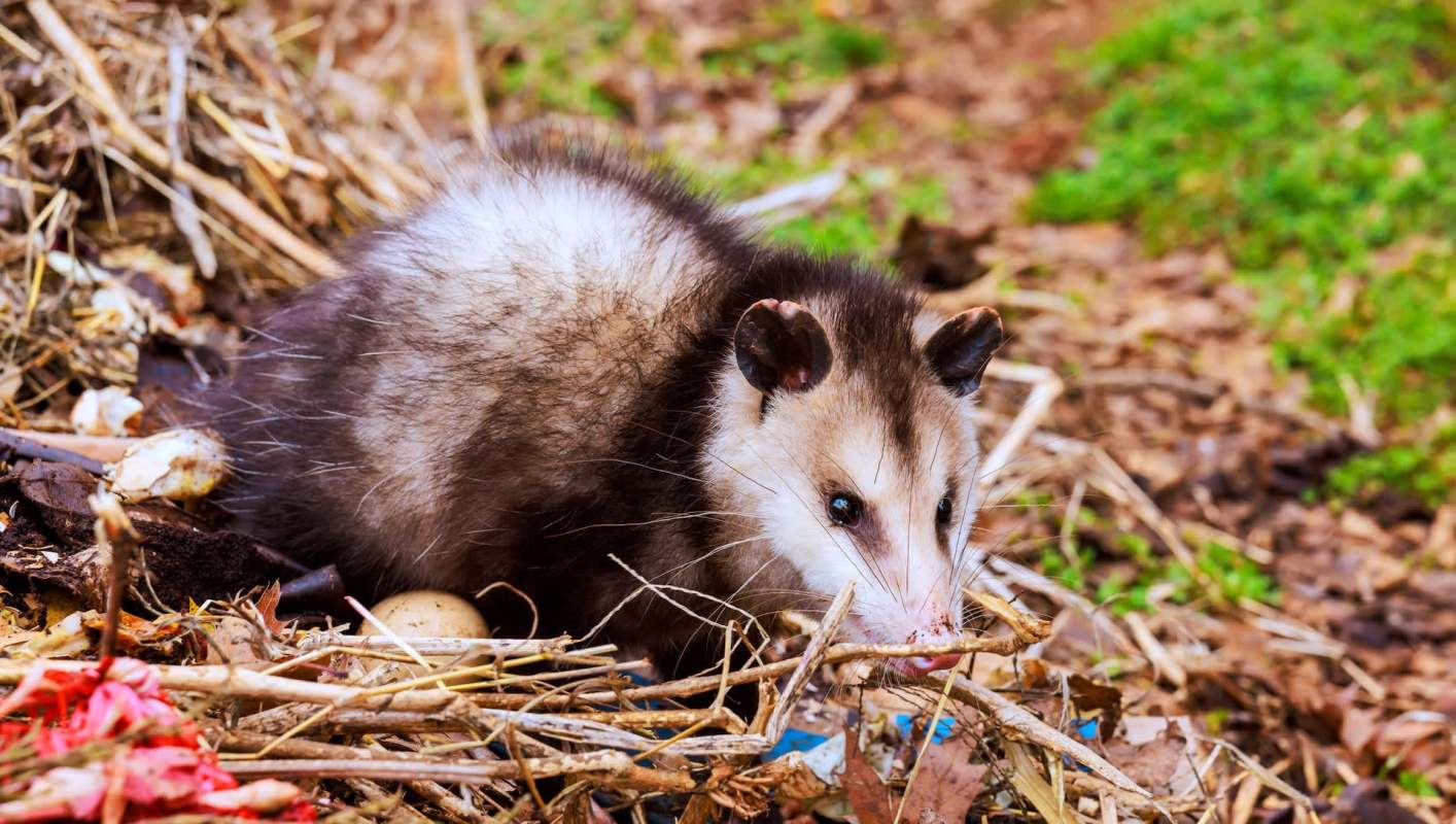 An opossum forages among leaves and twigs, near eggs on the ground.