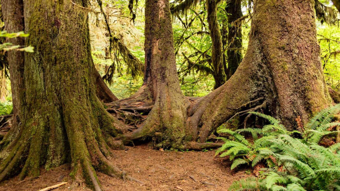 Two large trees with moss-covered trunks and visible roots, surrounded by ferns in a forest setting.