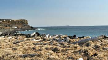 A rocky shoreline with driftwood and grasses, leading to the ocean and distant islands under a clear sky.