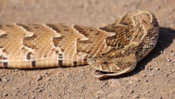 A puff adder snake resting on a gravel surface.
