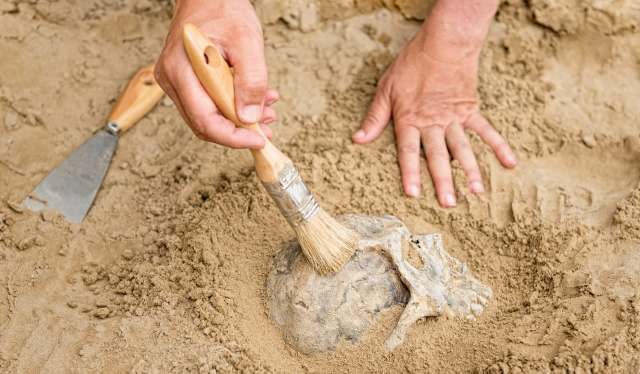 A person brushes dirt off a fossilized skull.
