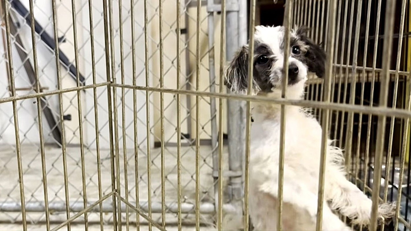 A small dog stands inside a wire cage with a neutral background.