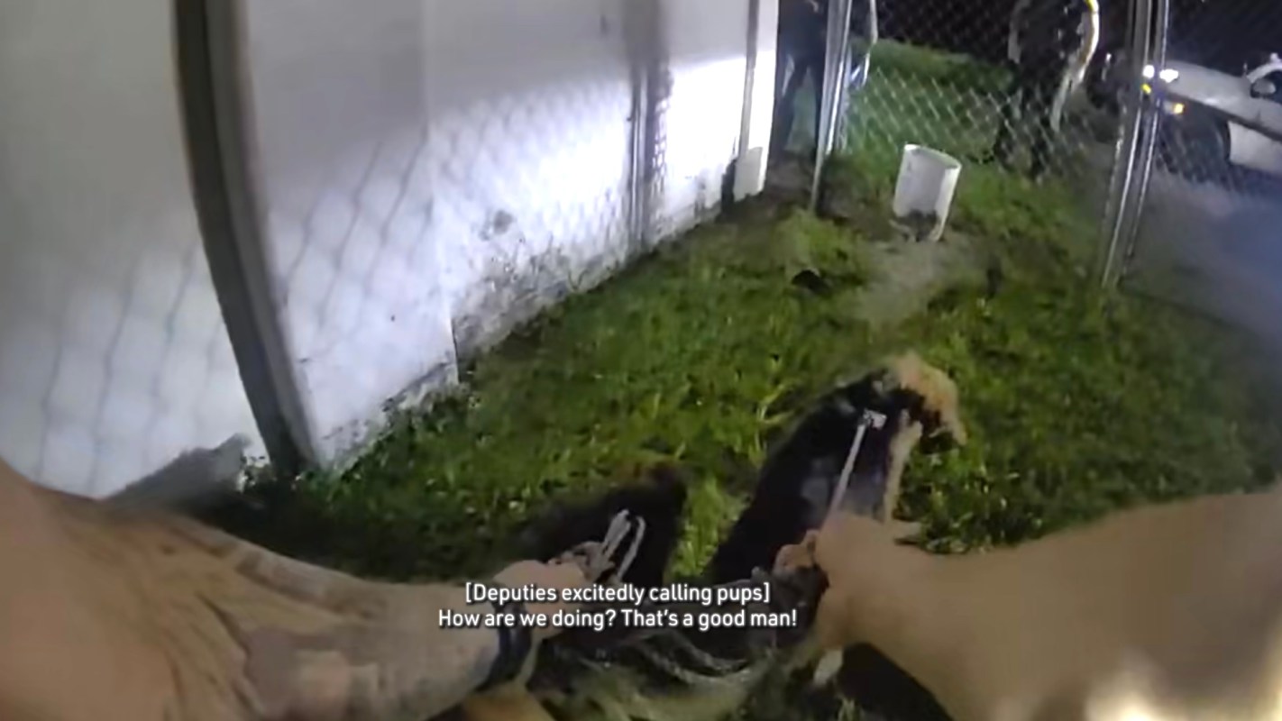 A person holds a leash with a dog in a grassy area, with deputies nearby.