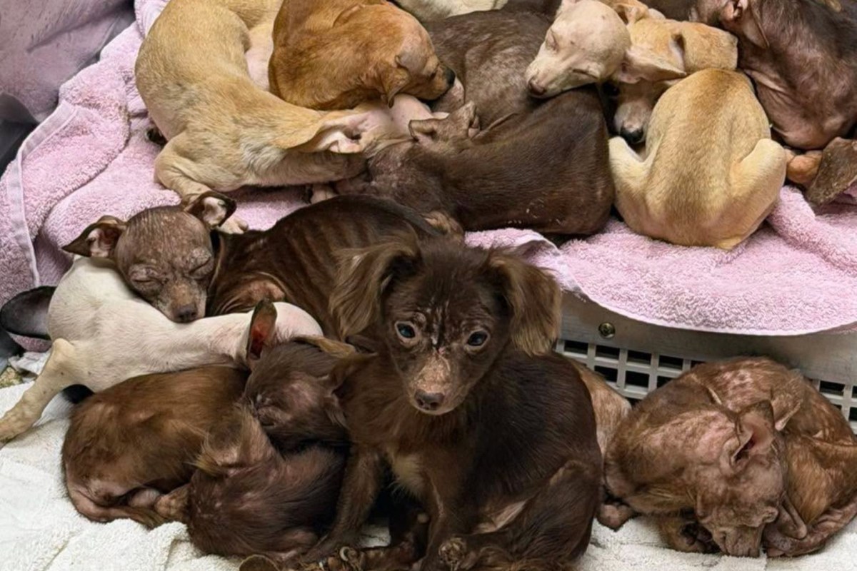 Rescue puppies on a blanket.