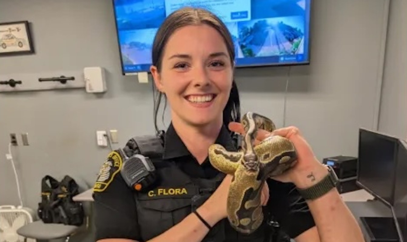 A woman in a police uniform holds a python in an office setting.
