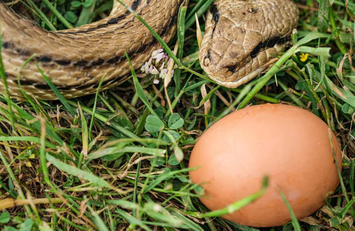 A snake rests on the grass near a brown egg.