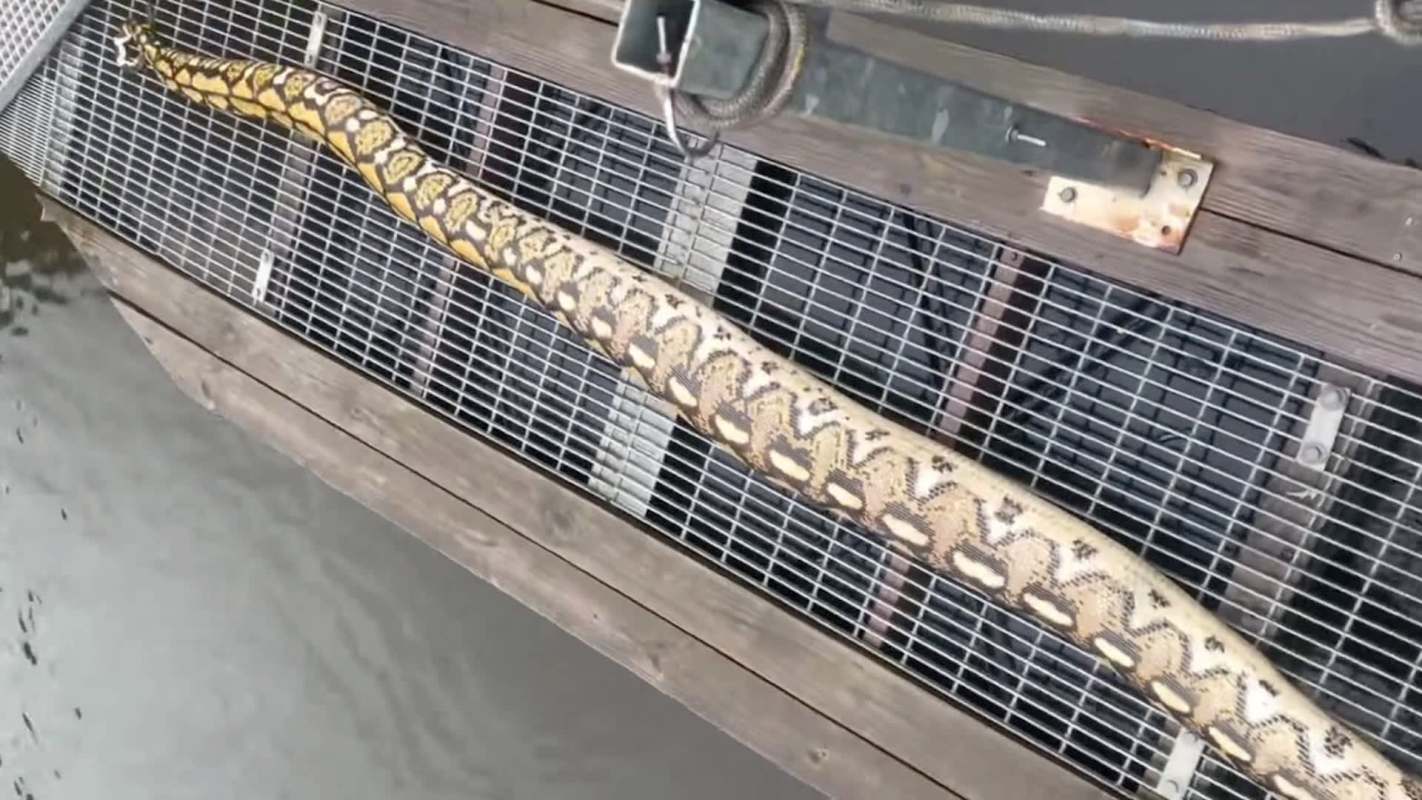 'Gwynnda the Good Wheel of the West' hauls up a dead 14-foot python ...
