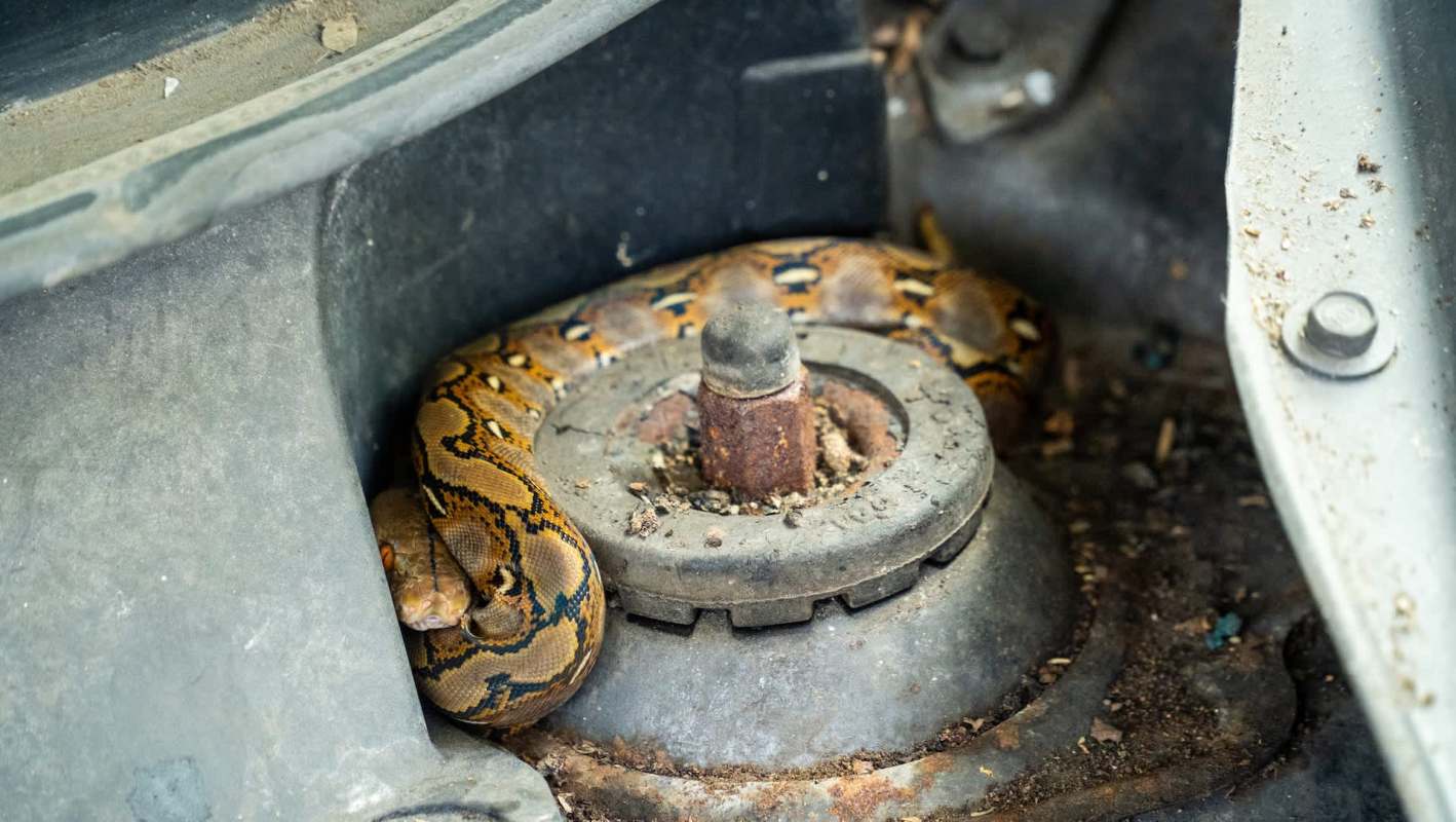 A snake curled around a car engine.
