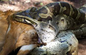 A python constricting a small animal.