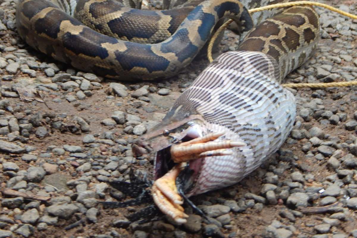 A snake with part of its body wrapped around a smaller animal it is consuming.