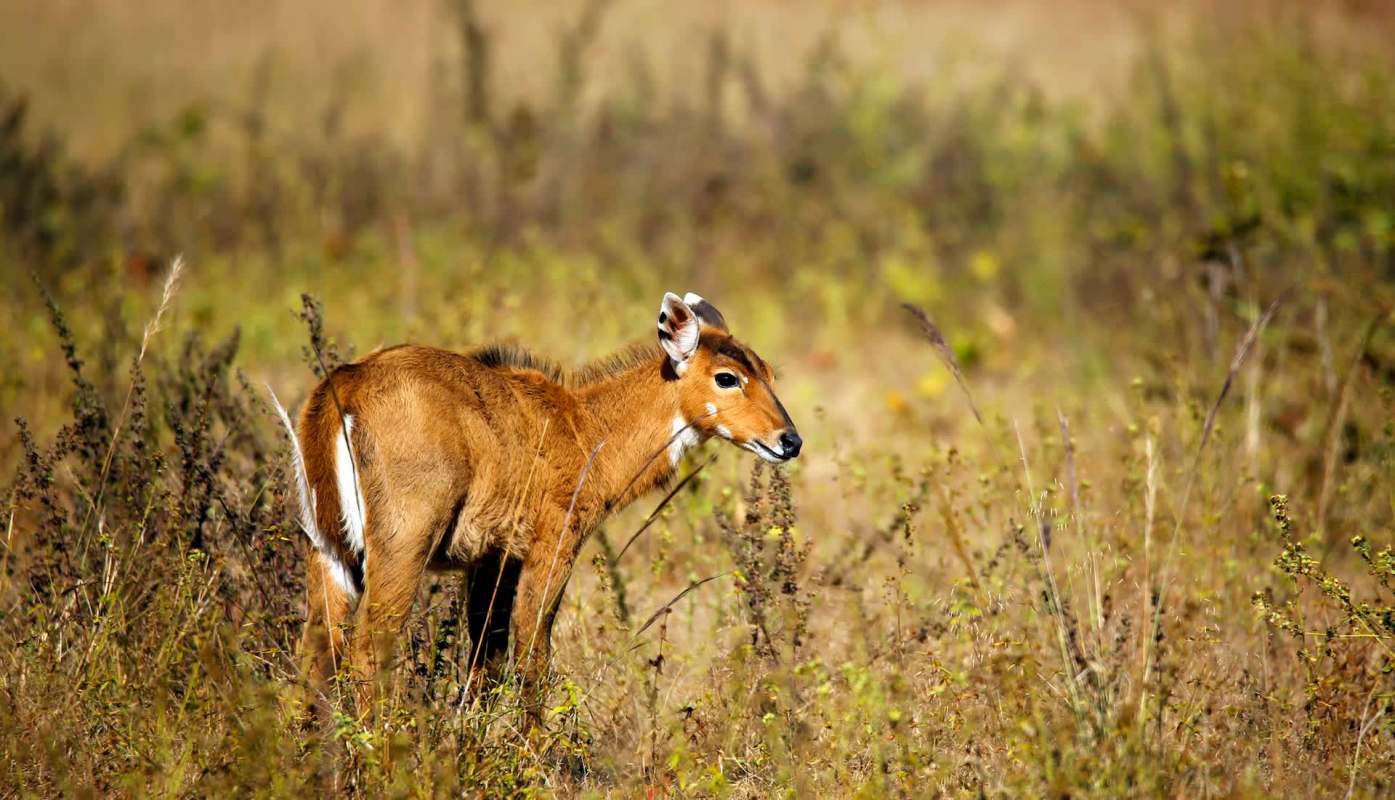A young antelope stands among tall grass and plants in a field.