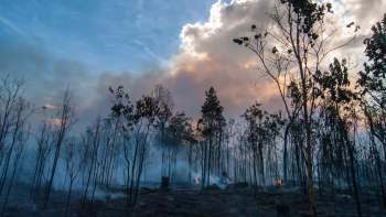 A forest with charred trees and smoke rising from the ground under a cloudy sky.