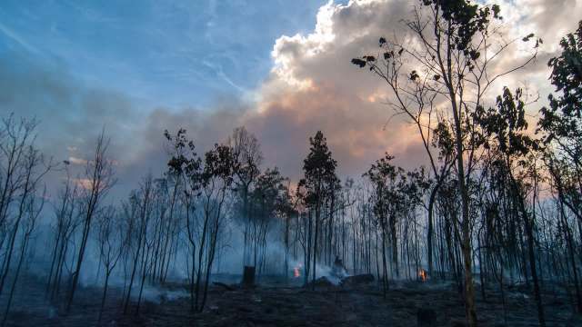A forest with charred trees and smoke rising from the ground under a cloudy sky.