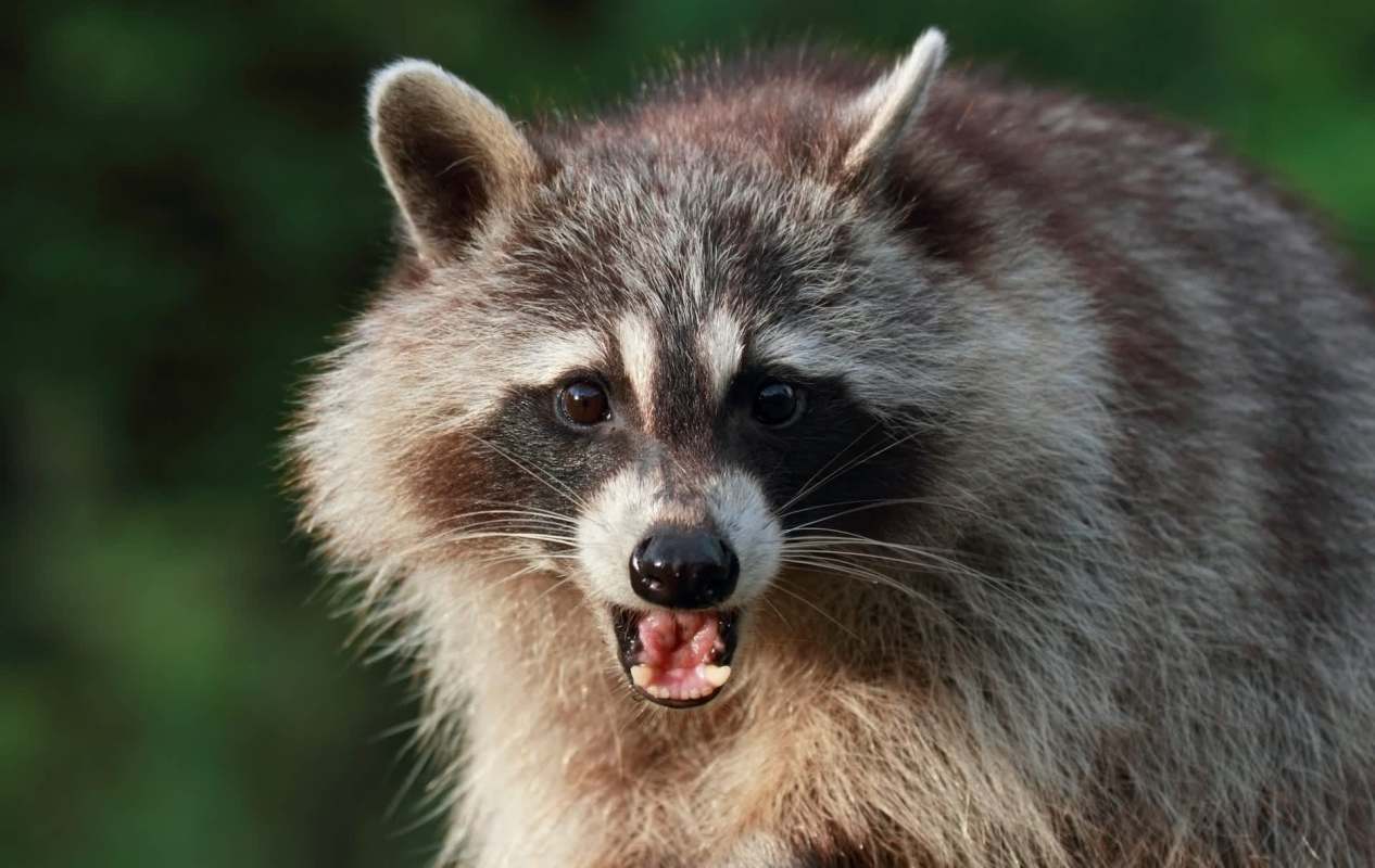 A raccoon showing its teeth with a blurred green background.