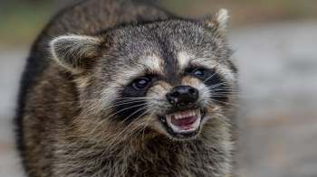 A raccoon showing its teeth and growling.