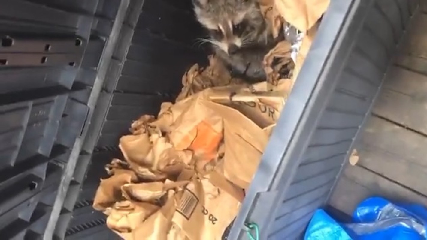 A raccoon sits among crumpled paper in a storage bin.