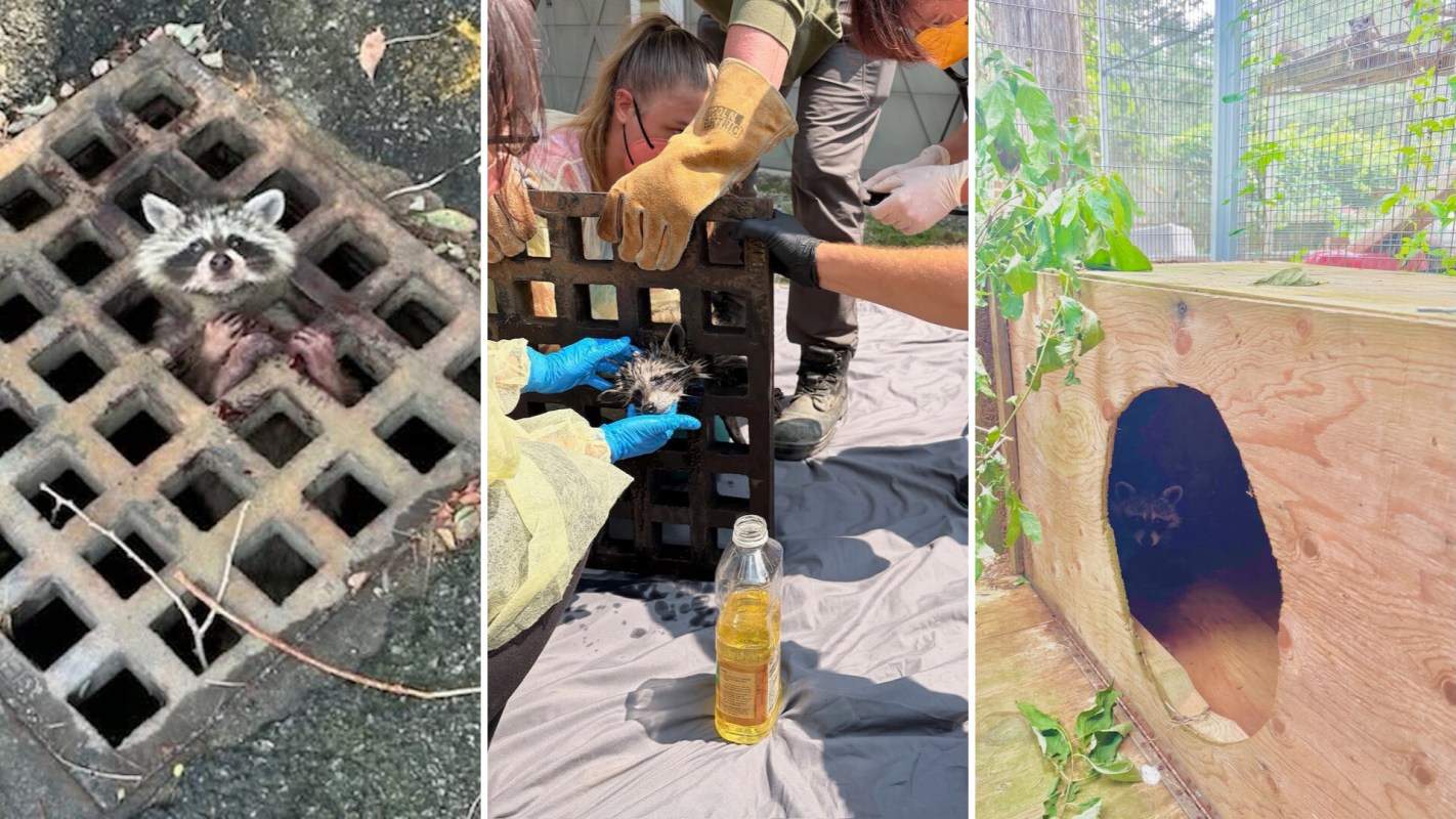 A raccoon is clinging onto a grate, then people are trying to free it, and then peeking out from a hole.