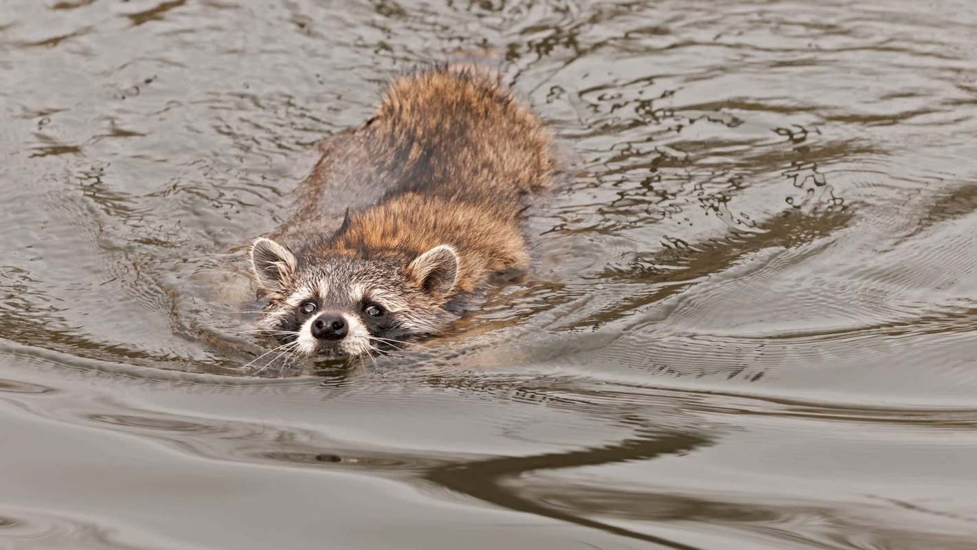 A raccoon in still water.