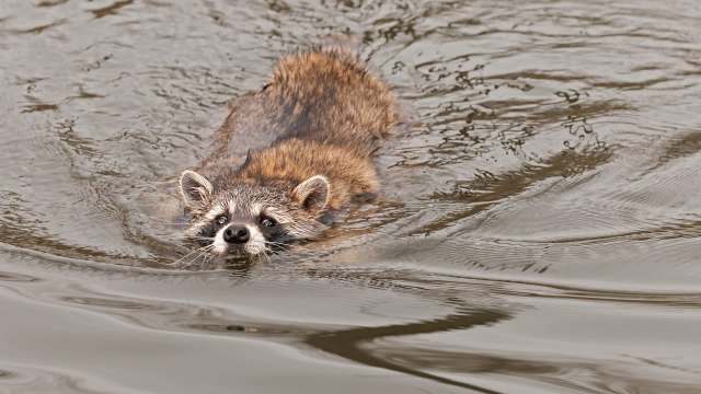 New York beachgoers, lifeguards rush to save raccoon clinging above the waves