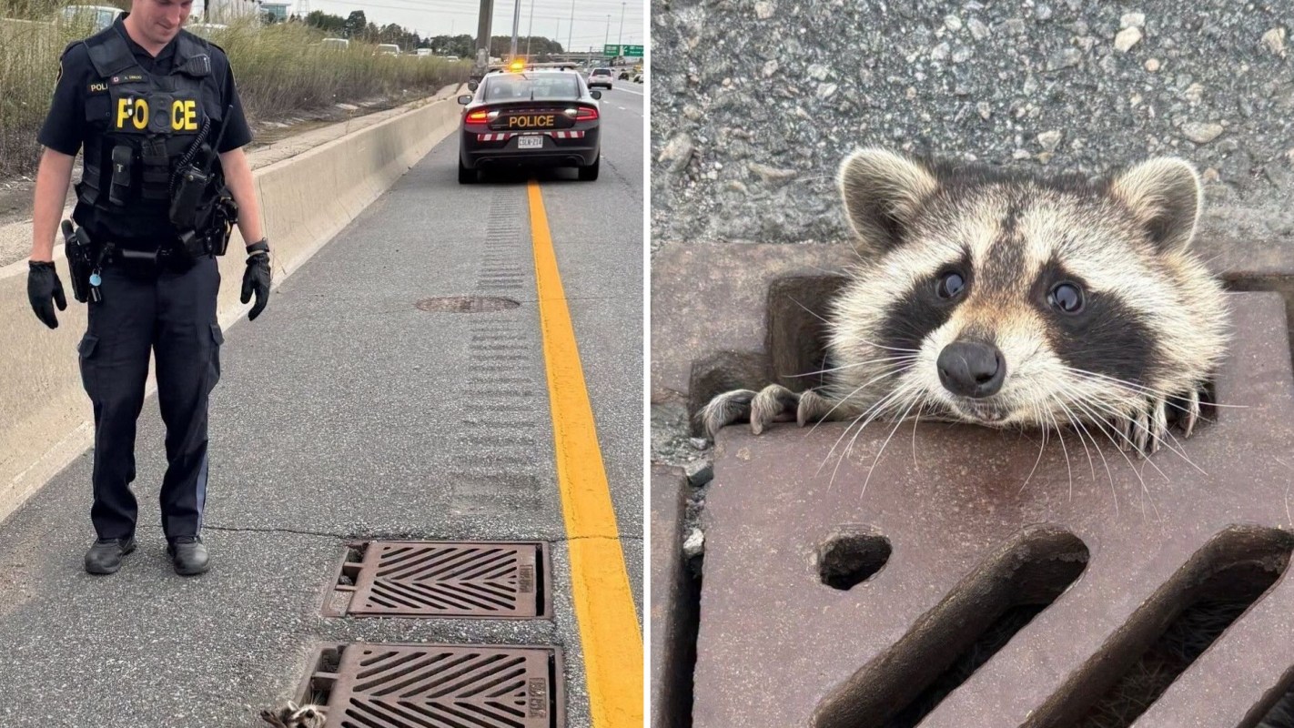A police officer approaching a raccoon in a grate.