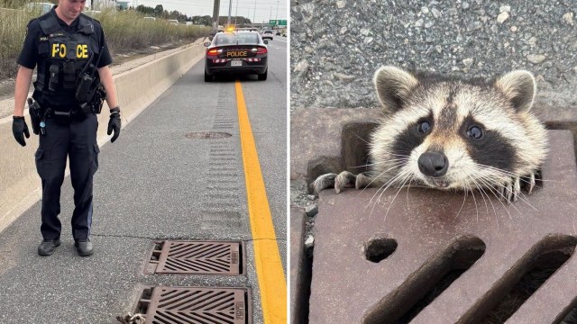 Ontario, Canada, drivers spot raccoon trapped in highway grate, and police lend a 'helping hand'