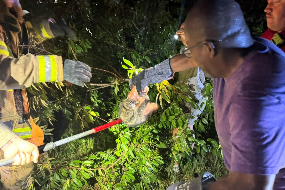 A group of people using tools to rescue an animal from a tree at night.