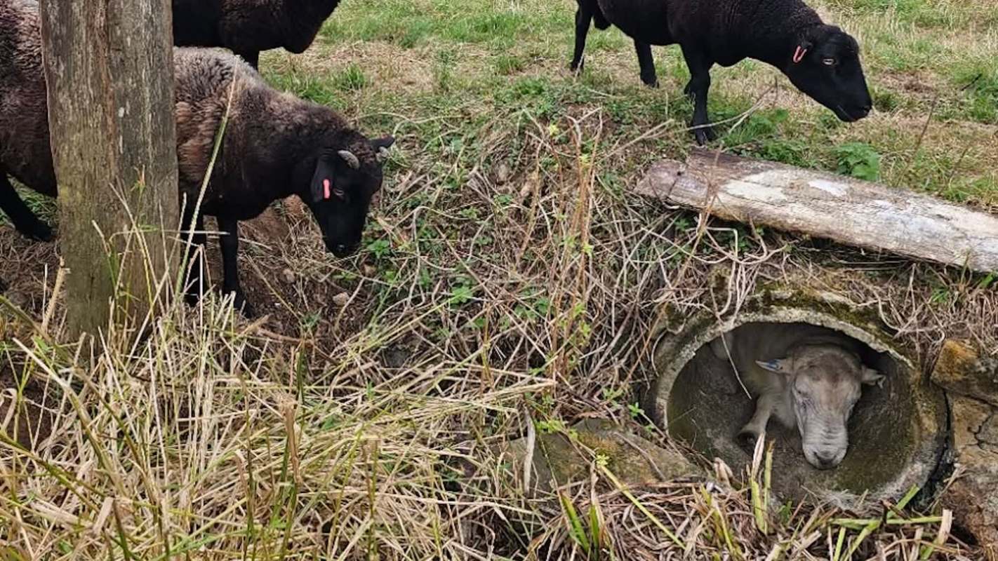 A sheep is inside a concrete pipe while several black sheep are nearby in a grassy area.