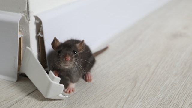 A mouse near a gap in the wall on a light-colored wooden floor.