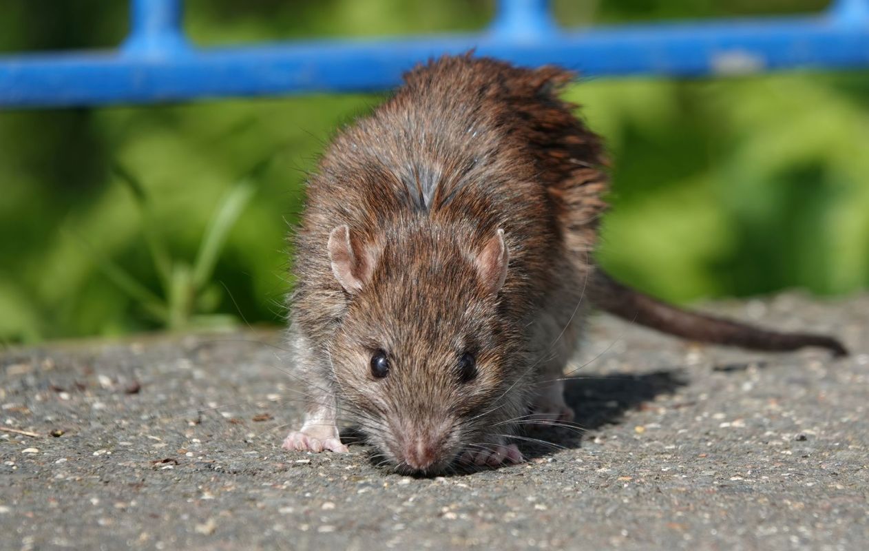 A rat sniff the ground near a playground