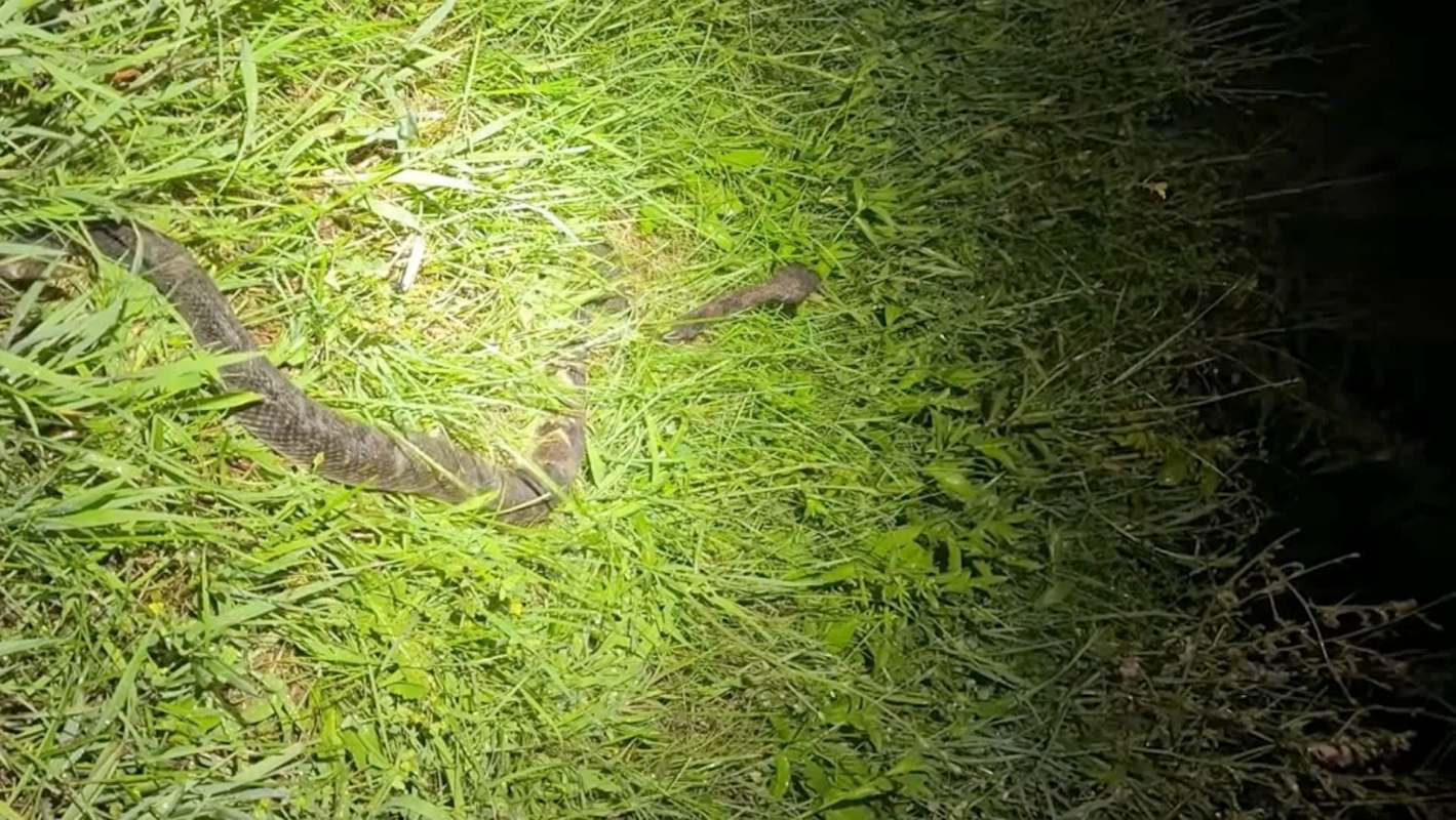 A snake on the grass under low light conditions.
