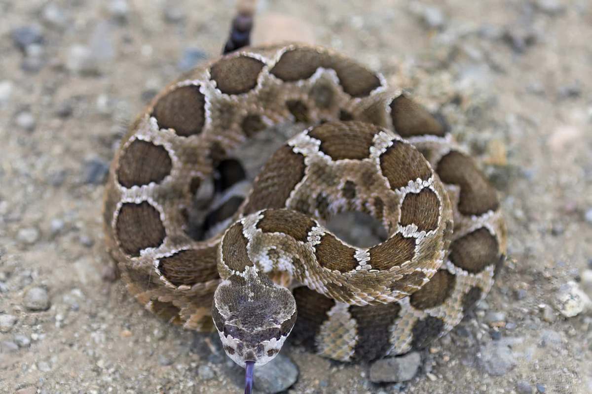A coiled rattlesnake with a patterned skin on a gravel surface.