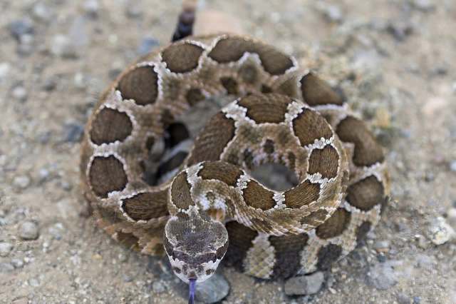 A coiled rattlesnake with a patterned skin on a gravel surface.