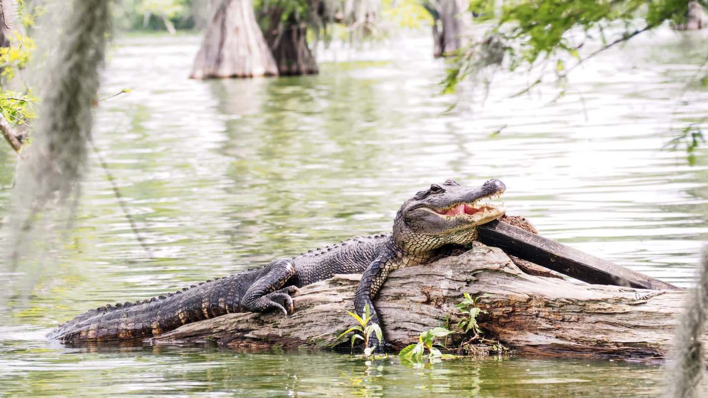 An alligator rests on a log in a tranquil water setting surrounded by greenery.