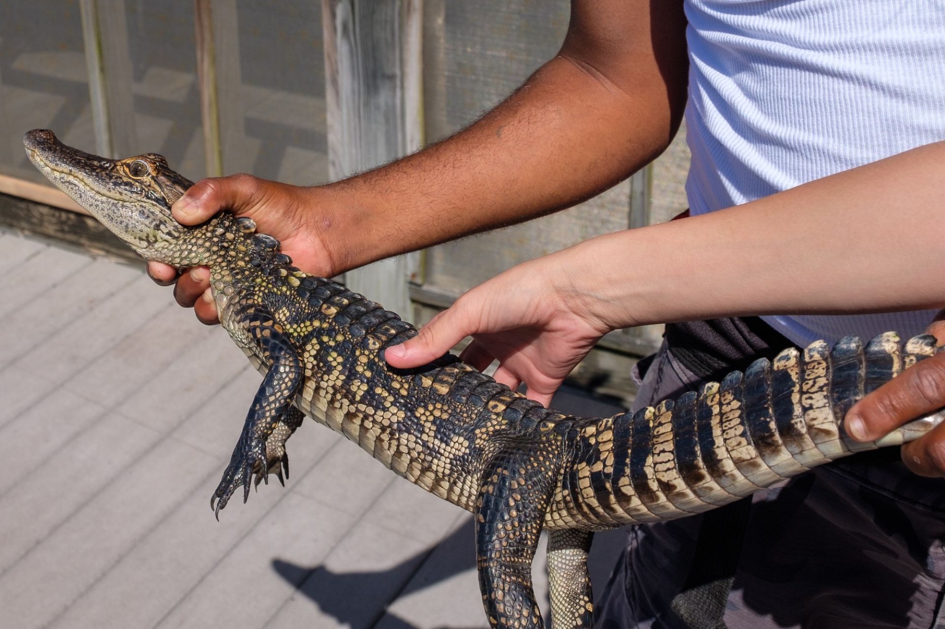 Texas rescuers pull 17 dogs, a young alligator, and a turtle from a 93-degree garage