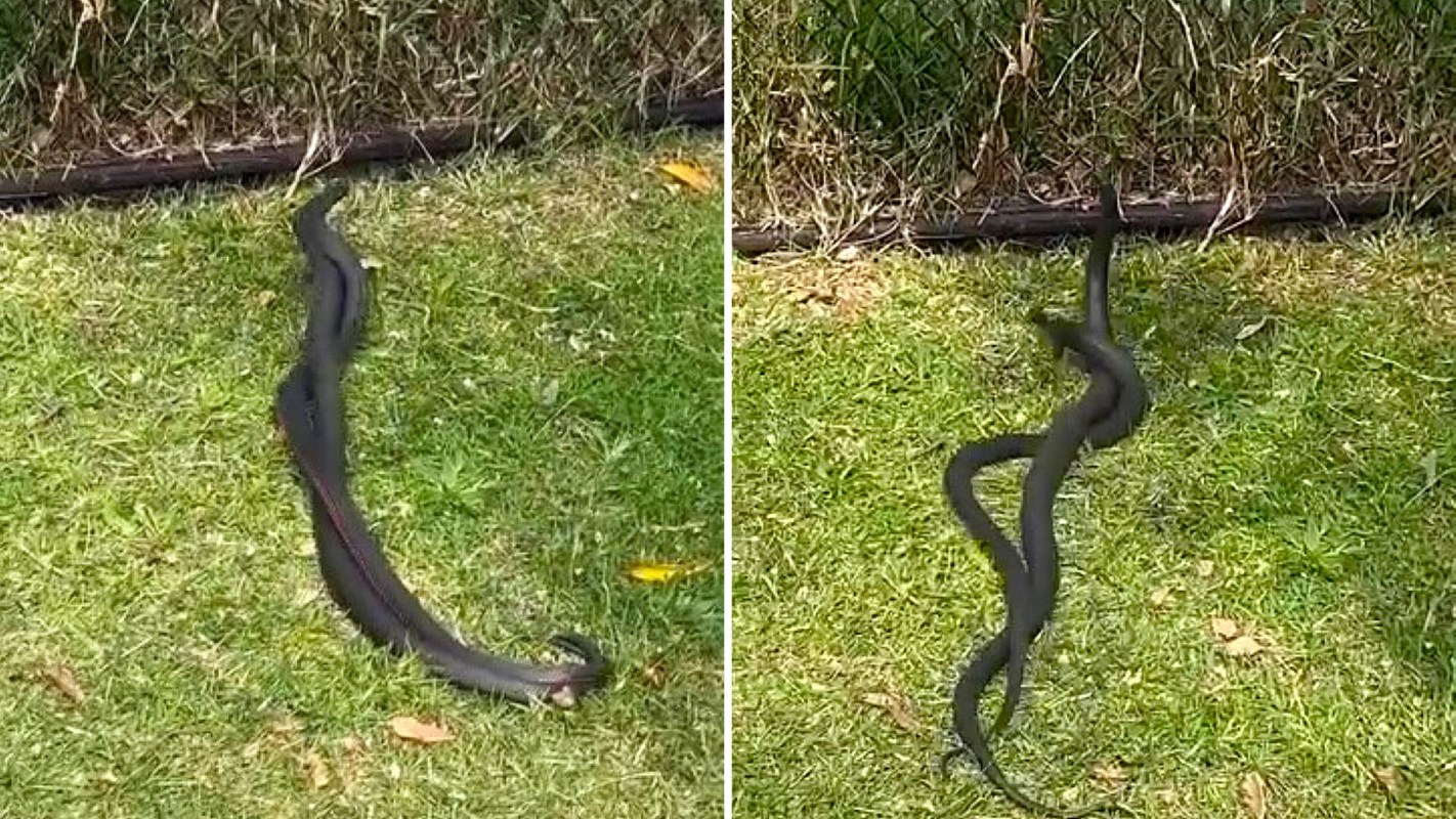 Two black snakes wrapped together on green grass near a fence.