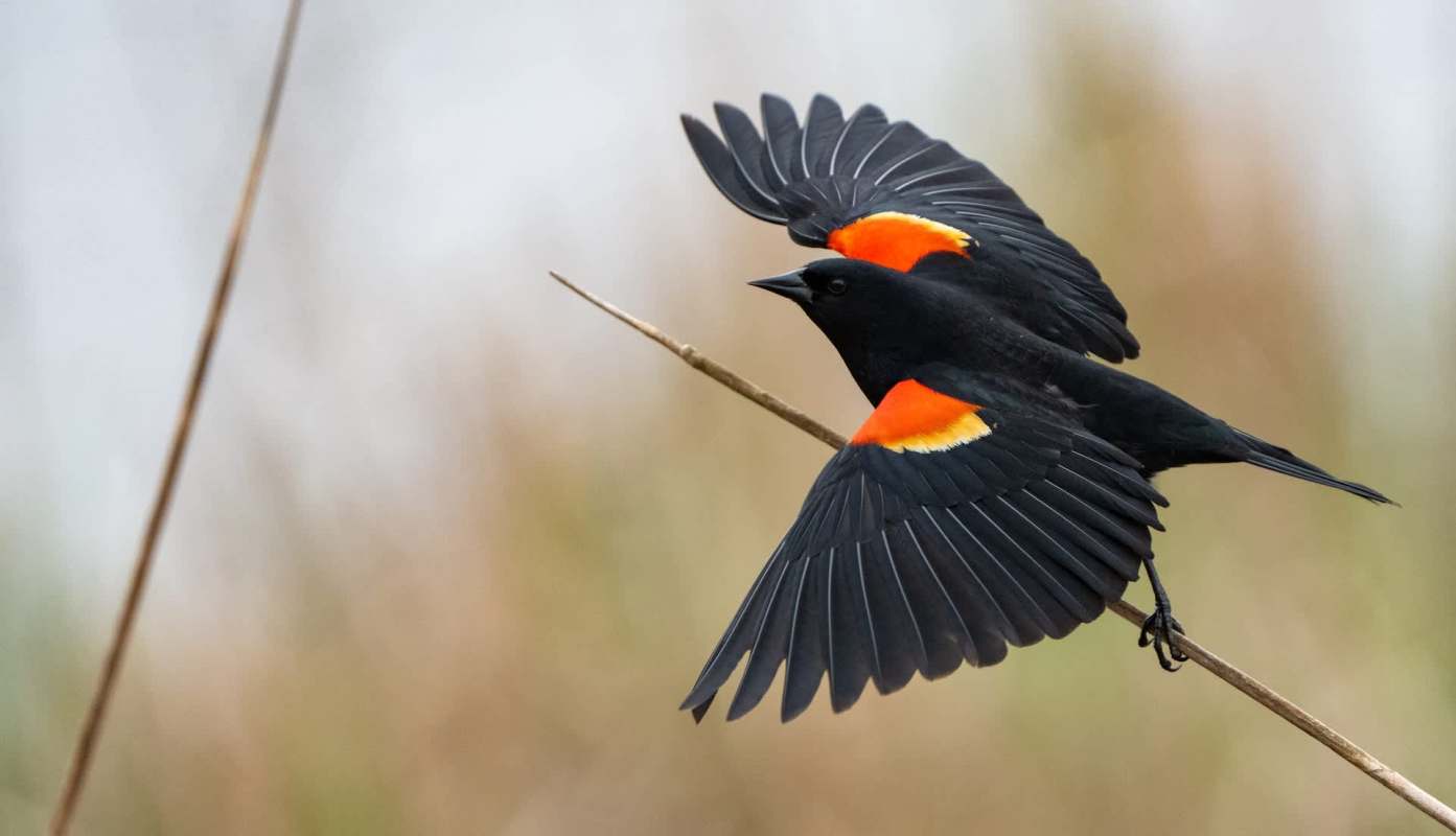 A blackbird with bright red and yellow shoulder patches perched on a twig with wings partially extended.
