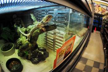 A bearded dragon rests on a branch in a glass enclosure with bowls of food and plants.