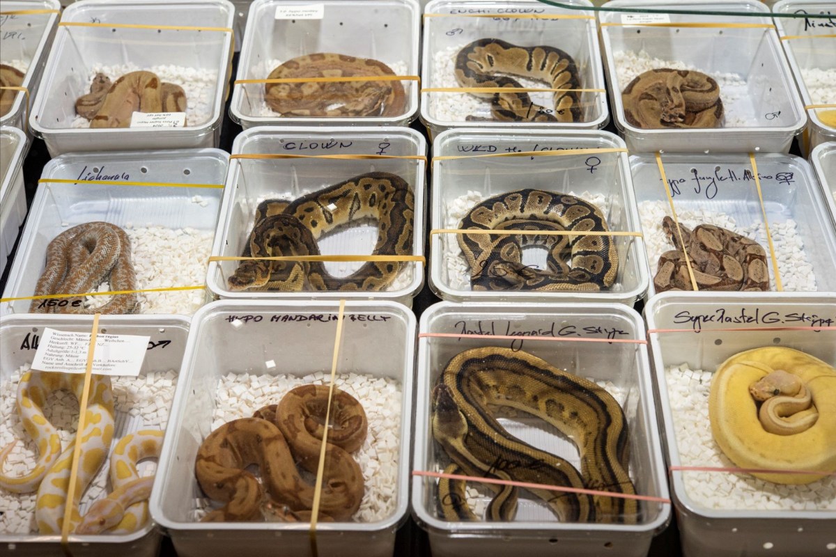 Several containers holding various species of snakes, each labeled with their names.