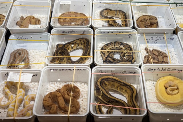 Several containers holding various species of snakes, each labeled with their names.