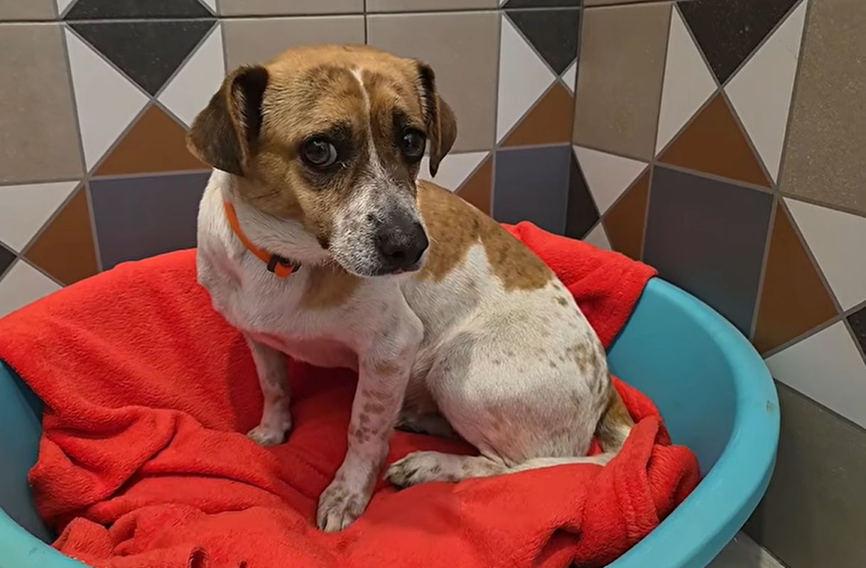 A scared shelter dog named Mimi.