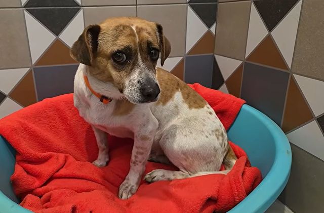 Shy Romanian shelter dog waited months to be chosen, then a family in Germany stepped in