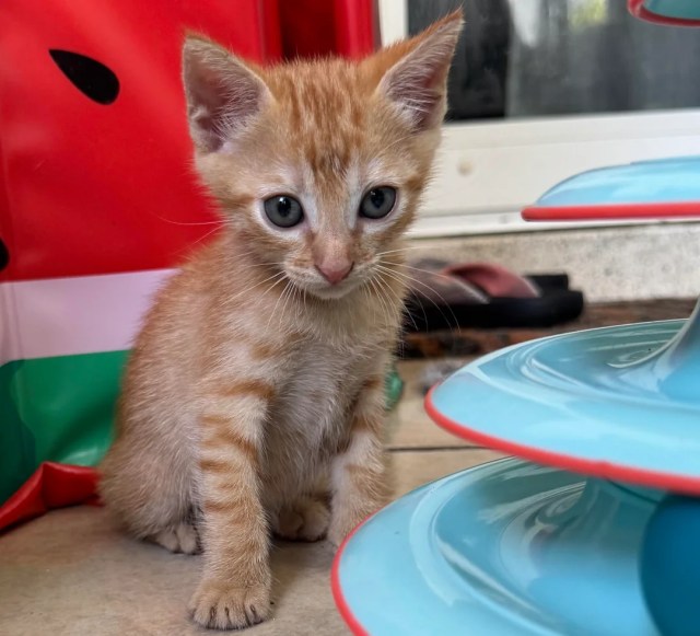 An orange kitten sat on the floor.