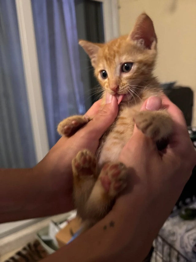 An orane kittten being held.