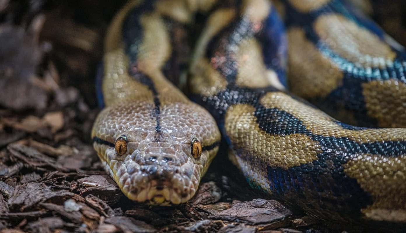 A snake resting on a bed of wood chips.