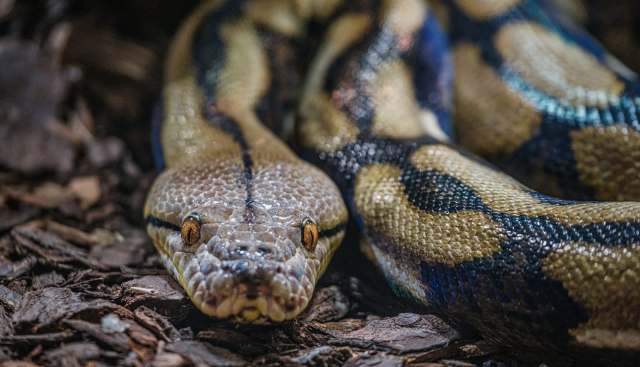 A snake resting on a bed of wood chips.