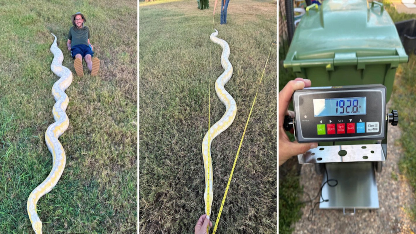 A large snake is measured on grass with a person sitting nearby and a scale displaying its weight.