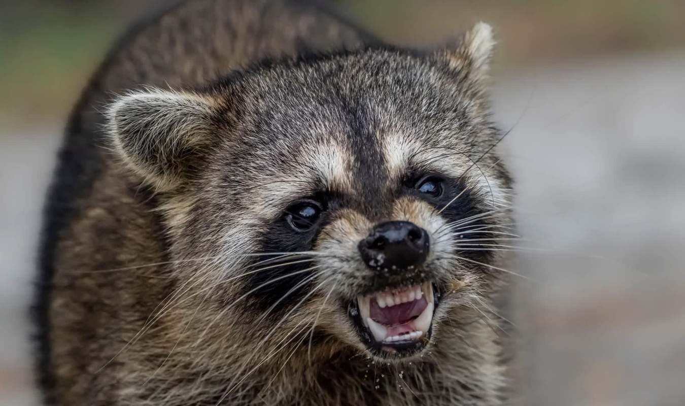 A raccoon showing its teeth while looking directly at the camera.